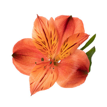 Alstroemeria flower. Red brown bud, isolated white background, close-up.