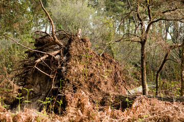 pins arrachés par la tempête