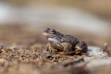 The common frog (Rana temporaria), also known as the European common frog, European common brown frog, or European grass frog, is a semi-aquatic amphibian of the family Ranidae.