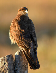 tiuque (Milvago chimango)