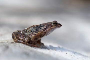 The common frog (Rana temporaria), also known as the European common frog, European common brown frog, or European grass frog, is a semi-aquatic amphibian of the family Ranidae.