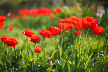 Buds of red tulips with fresh green leaves in soft lights, sun rays with place for your text. Hollands tulip bloom in an orangery in spring season. Floral banner for a floristry shop.