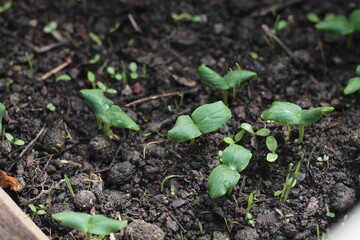 Cucumber plants grow in a seedbed