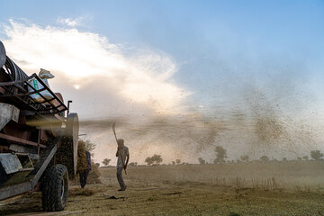 indian farmer harvesting crop in thrashing machine.