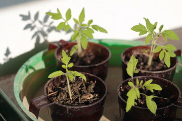 Tomato plants grow in the pots