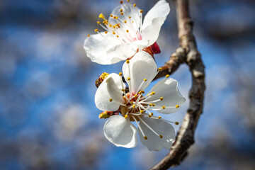 apricot blossom, wachau, austria, marillenblüte