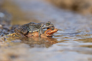 The common frog (Rana temporaria), also known as the European common frog, European common brown frog, or European grass frog, is a semi-aquatic amphibian of the family Ranidae.