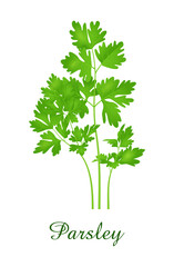 Parsley plant, food green grasses herbs and plants collection
