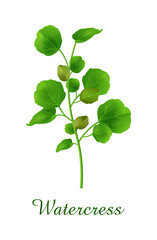 Watercress plant, food green grasses herbs and plants collection