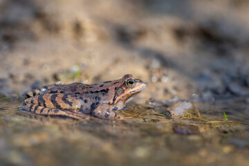 The common frog (Rana temporaria), also known as the European common frog, European common brown frog, or European grass frog, is a semi-aquatic amphibian of the family Ranidae.