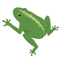 vector illustration of a green frog isolated on a white background