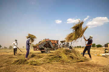 indian farmer harvesting crop in thrashing machine.