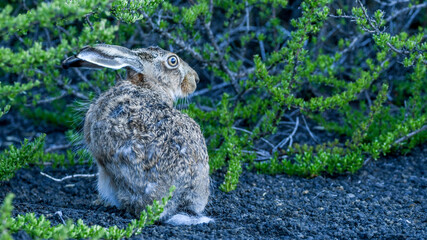 liebre (Lepus europaeus)