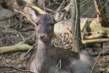 Portrait of a beautiful deer inside the wood