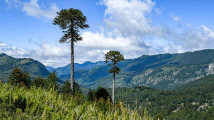 Obraz premium araucania