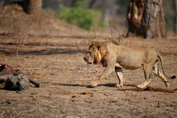 African Lion (Panthera leo) adult male with African Elephant (Loxodonta africana) calf kill in Mana Pools National Park, Zimbabwe