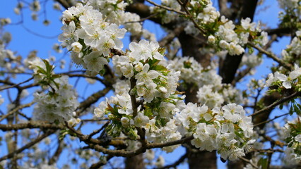 Kirschblüte