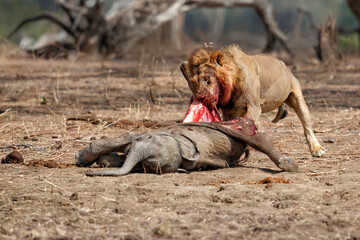 African Lion (Panthera leo) adult male with African Elephant (Loxodonta africana) calf kill in Mana...