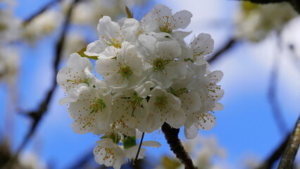 Kirschblüte