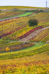 Autumn vineyard near Cejkovice, Southern Moravia, Czech Republic