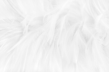 Obraz premium Beautiful white grey bird feathers pattern texture background.
