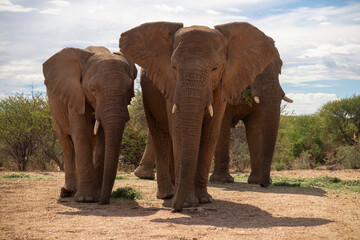 Fototapeta na wymiar Two African Bush Elephants in the grassland of Etosha National Park, Namibia.