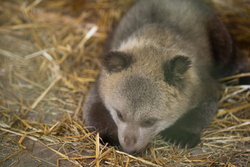 Bear behind bars. Wild bear in the aviary. Big beast in the zoo. Containment of the beast in captivity. Brown bear in a cage.