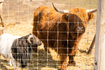 Highland cow brown in a cage.
