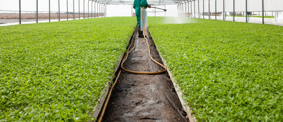 Worker watering tomato seedlings plants at greenhouse
