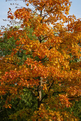 Red oak tree Quercus rubra in public city park 