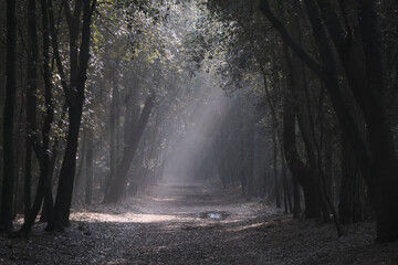 Scenic view of sun rays passing through branches into the woods