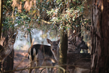 view of some deers inside the forest