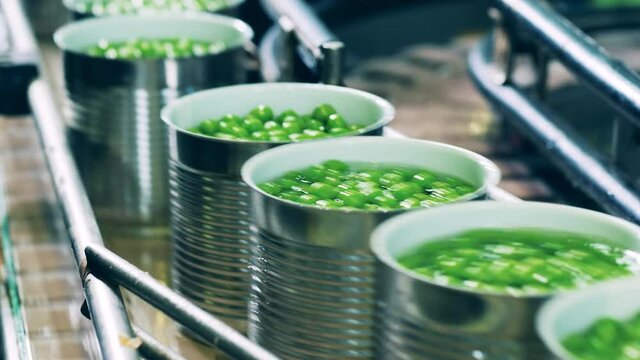Processing of agricultural products, food factory conveyor. Transportation of tin cans with green peas in liquid