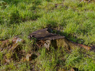 old stump in green grass