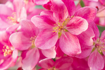 Spring blooms are pink wild apple flowers. Background of a blooming garden at sunset. Close-up