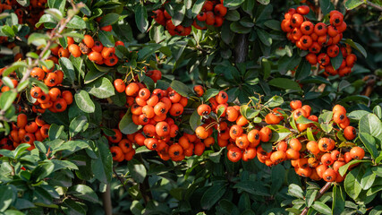 Pyracantha or firethorn plant  in public city park 