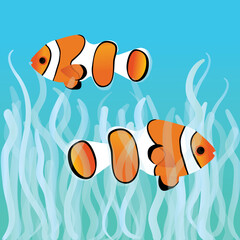 Two clownfishes swimming between sea anemones