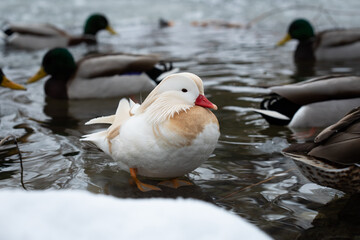 Male white mandarin duck albino standing in water among mallards