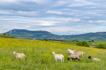 Obraz premium Palava landscape near Dolni Dunajovice, Southern Moravia, Czech Republic