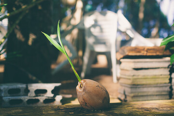 Sprout of coconut tree Environmentally friendly planet. New life, think green, ecology concept. Vegan and healthy eating. Scenic photo with blurred bokeh. With Copy space