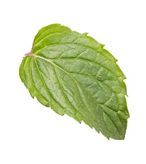 Fresh mint leaf isolated on white background