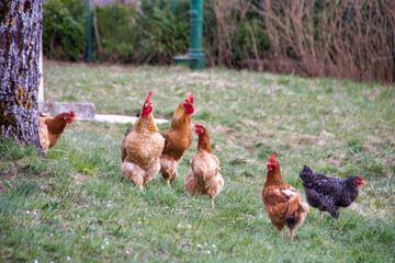 group of chickens scratching free in the grass