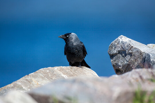 Jackdaw
