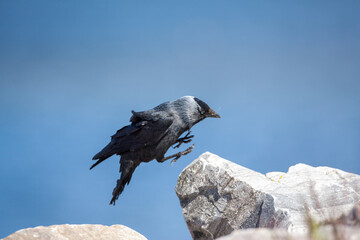 Jackdaw