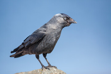 Jackdaw