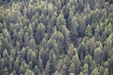 Scenic view of a forest in Trentino