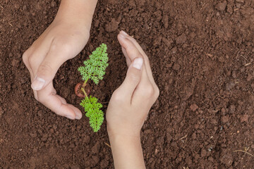 Seedling growing in soil. People hands protecting young seedlings in soil, top view
