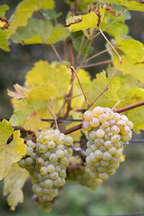 Grapes Riesling in autumn vineyard, Southern Moravia, Czech Republic