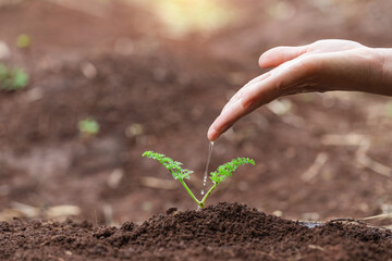 Hand nurturing and watering young baby plants growing in germination sequence on fertile soil