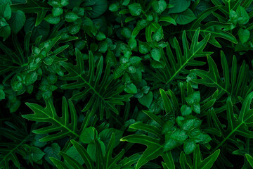 Naklejka na ściany i meble green leaf background, nature background concept